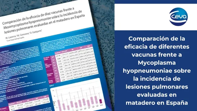 Comparación de la eficacia de distintas vacunas frente a Mycoplasma hyopneumoniae sobre la incidencia de lesiones pulmonares en matadero en España