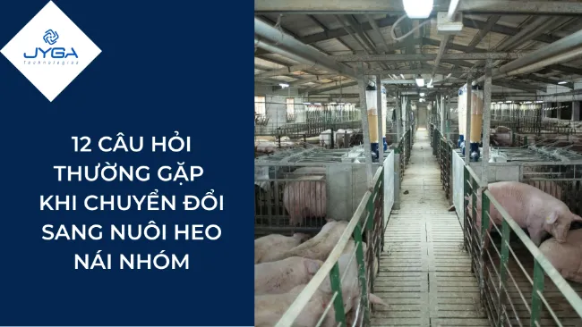 12 CÂU HỎI THƯỜNG GẶP KHI CHUYỂN ĐỔI SANG NUÔI HEO NÁI NHÓM