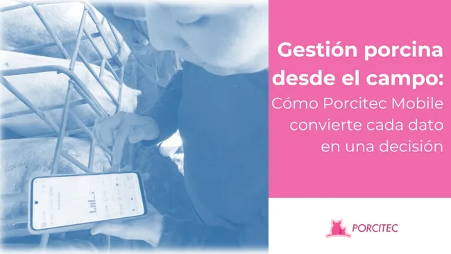 Gestión porcina desde el campo: Cómo Porcitec Mobile convierte cada dato en una decisión