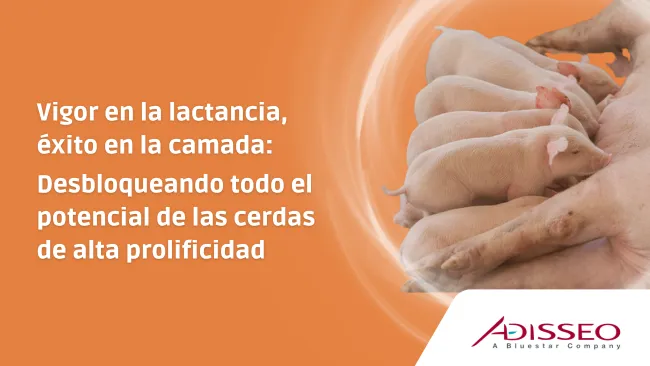 Vigor en la lactancia, éxito en la camada: Desbloqueando todo el potencial de las cerdas de alta prolificidad 