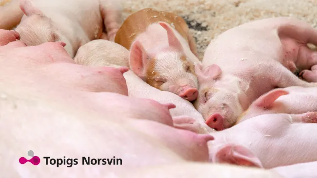 La TN70 es la base de los mejores resultados en finalización - Topigs Norsvin