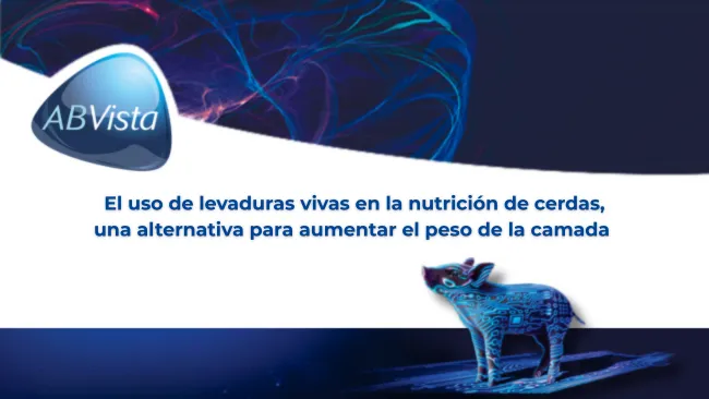 El uso de levaduras vivas en la nutrición de cerdas, una alternativa para aumentar el peso de la camada