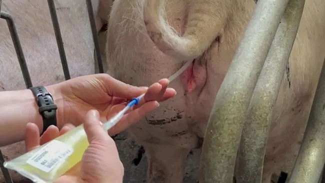 PCAI that pays off: better results, smarter use of semen