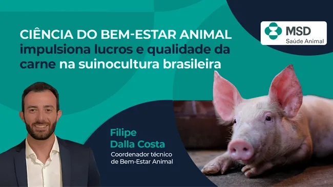 Ciência do bem-estar animal impulsiona lucros e qualidade da carne na suinocultura brasileira
