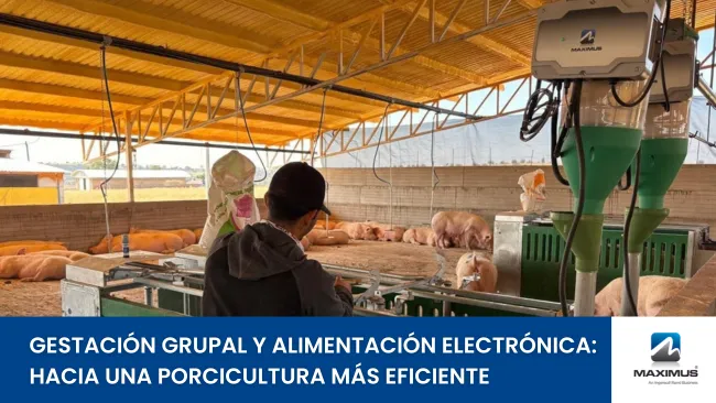 Tecnificación y bienestar: el impacto de la gestación grupal con alimentación electrónica en Granja El Roble