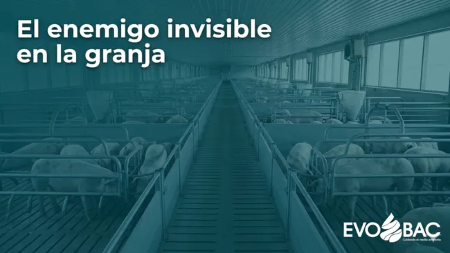El enemigo invisible en la granja: cómo el amoníaco compromete tu producción sin que lo notes