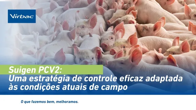 Suigen PCV2: Uma estratégia de controle eficaz adaptada às condições atuais de campo