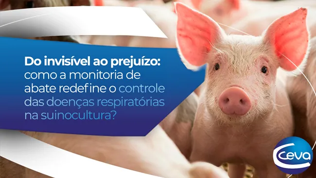 Do invisível ao prejuízo: como a monitoria de abate redefine o controle das doenças respiratórias na suinocultura?