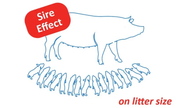 The sire effect on litter size: small, but usable for breeding 