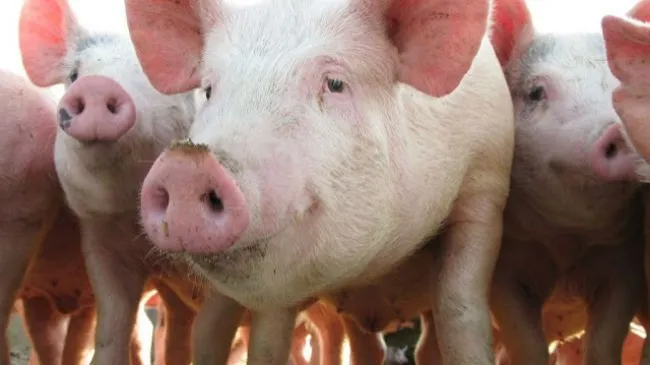 Micotoxinas & Porcino: fase de crecimiento