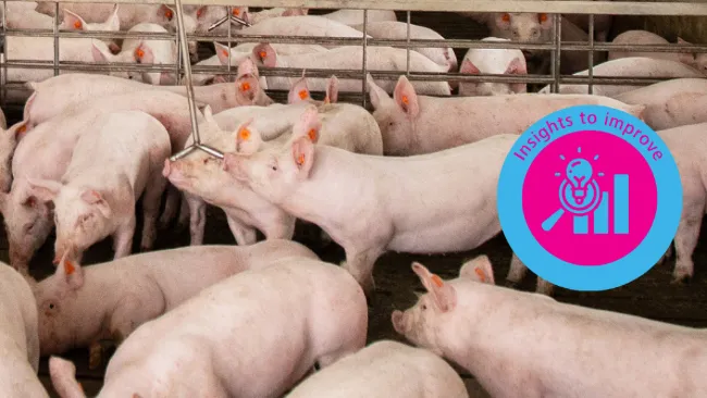 Traslado de animales de finalización más pesados ​​al mercado - Topigs Norsvin