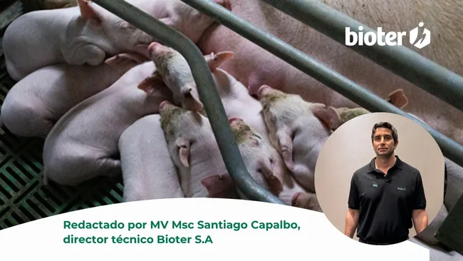 El balance energético negativo en la cerda lactante: causas, consecuencias y desafíos