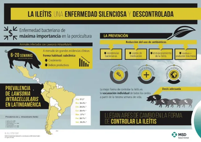 ¿ Sabías que es muy posible que tu granja sea positiva a Ileítis?