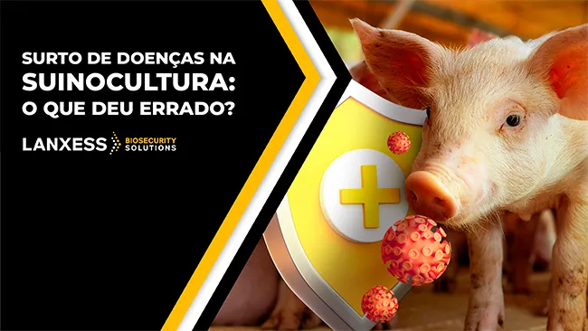 Surto de doenças na suinocultura: O que deu errado?