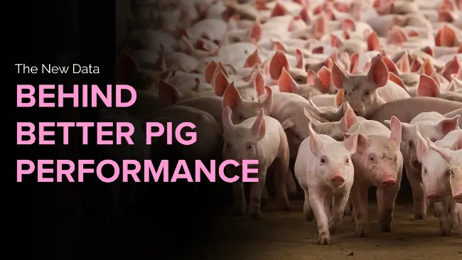 Tonisity Publishes Its Largest Global Meta-Analysis on Piglet Survival and Early-Life Performance