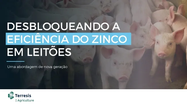 Desbloqueando a eficiência do zinco em leitões