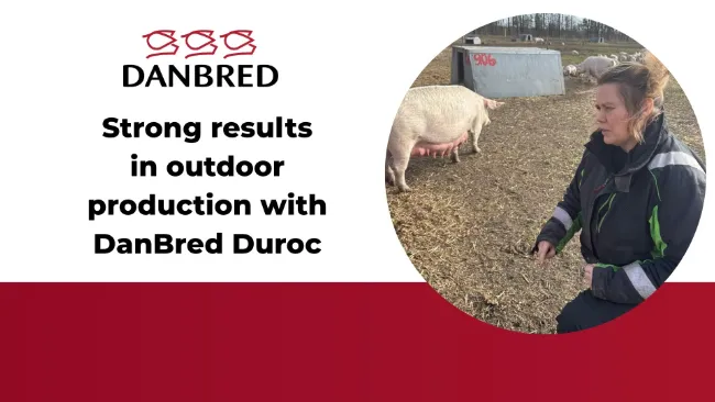 Strong results in outdoor production with DanBred Duroc