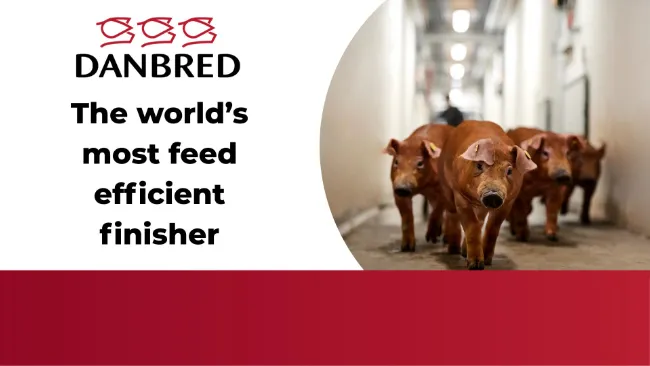 The world’s most feed efficient finisher