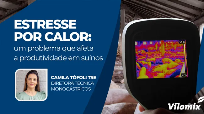 Estresse por calor: Um problema que afeta a produtividade em suínos