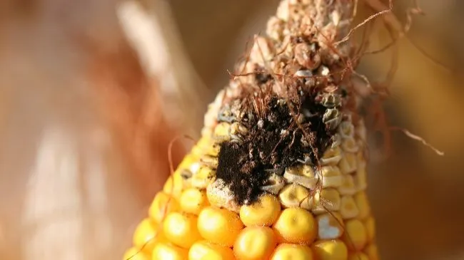 Metaanálisis de efectos individuales y combinados de micotoxinas en cerdos en crecimiento