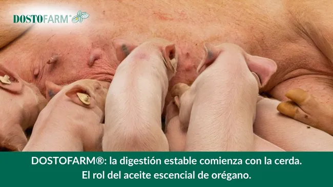La digestión estable comienza con la cerda: el rol del aceite esencial de orégano en la producción porcina