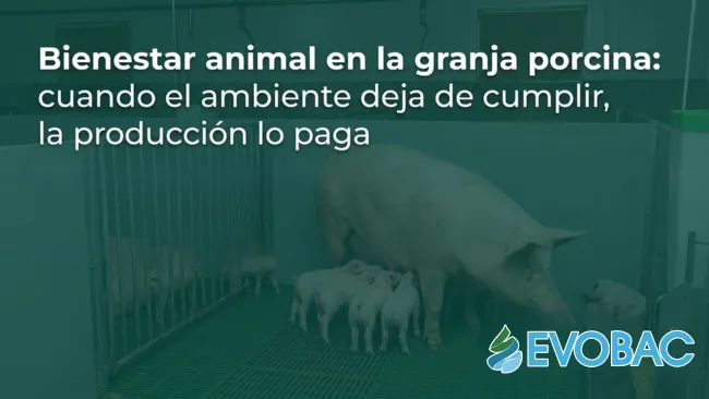 Bienestar animal en la granja porcina: cuando el ambiente deja de cumplir, la producción lo paga