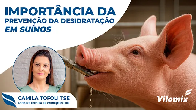 Importância da água e da prevenção da desidratação em suínos