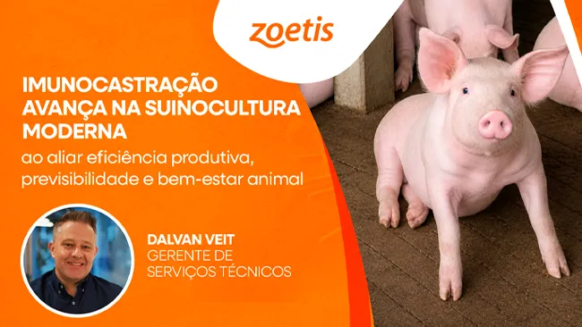 Imunocastração avança na suinocultura moderna ao aliar eficiência produtiva, previsibilidade e bem-estar animal