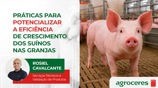 Práticas para potencializar a eficiência de crescimento dos suínos nas granjas