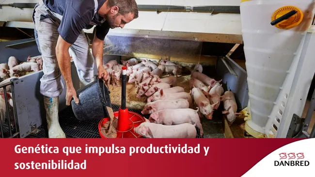 Reduce la huella climática con la productividad de cerdos DanBred