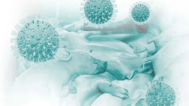 ROTAVIRUS PORCINO EN LA PATOLOGÍA ENTÉRICA NEONATAL