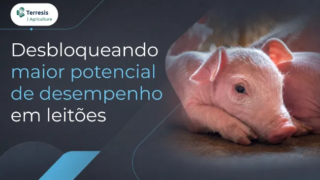 Desbloqueando o Maior Potencial de Desempenho em Leitões 