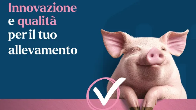 Produrre prosciutto DOP non è solo una questione di razza: conta anche cosa mangia il suino
