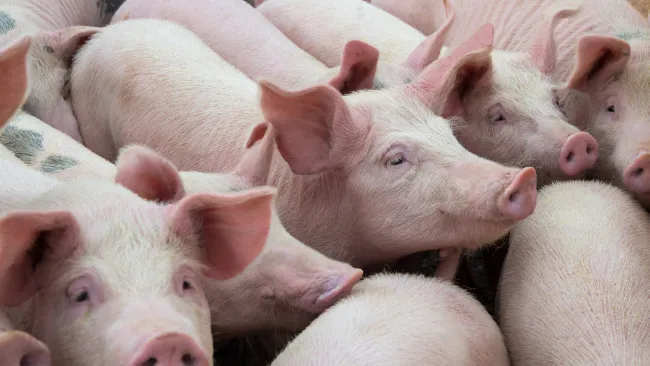 La consistencia de vacunar frente a Lawsoniaintracellularis: en el campo y con datos de campo