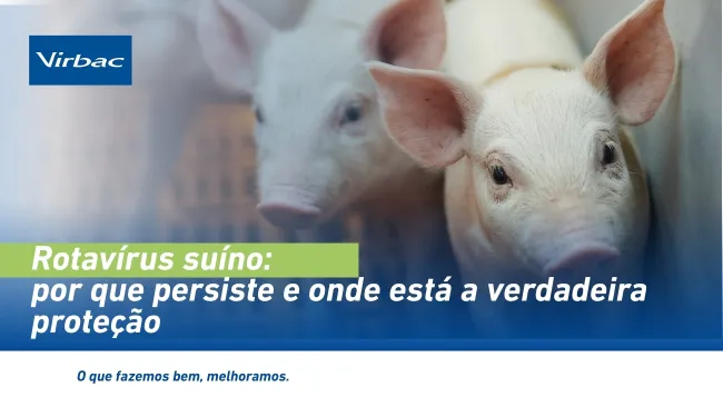 Rotavírus suíno: por que persiste e onde está a verdadeira proteção
