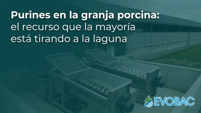 Purines en la granja porcina: el recurso que la mayoría está tirando a la laguna