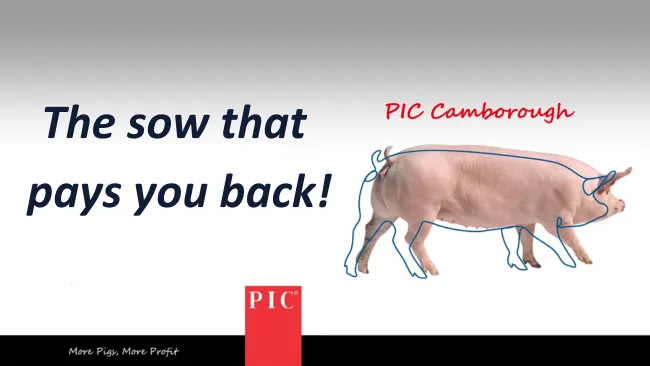 The sow that pays you back. PIC Camborough