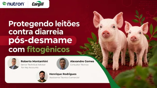 Protegendo leitões contra diarreia pós-desmame com fitogênicos