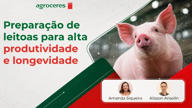 Preparação de leitoas para alta produtividade e longevidade