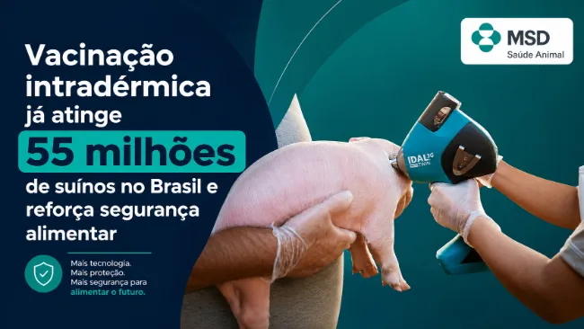Vacinação intradérmica já atinge 55 milhões de suínos no Brasil e reforça segurança alimentar