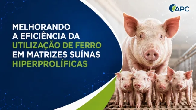 Melhorando a eficiência da utilização de ferro em matrizes suínas hiperprolíficas