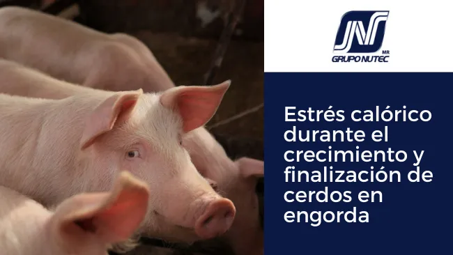 Estrés calórico durante el crecimiento y finalización de cerdos en engorda