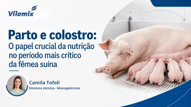 Parto e colostro: O papel crucial da nutrição no período mais crítico da fêmea suína