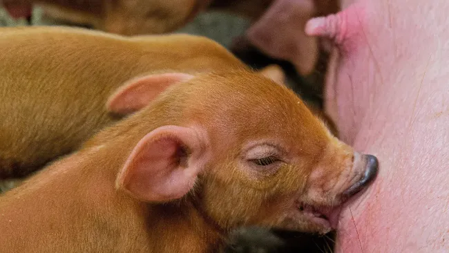 Cerdos naturalmente más resilientes - Topigs Norsvin