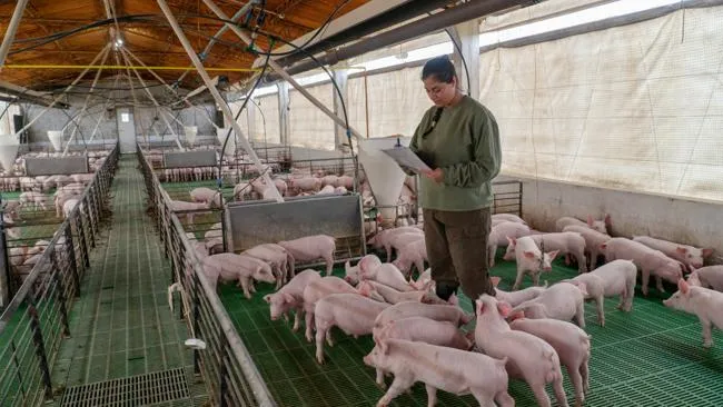 Experiencia Enterisol en granjas: innovación y control de ileítis con impacto real en la productividad porcina