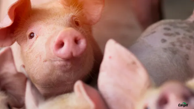Iperventilazione nei suini: un problema che parte dai polmoni e arriva al portafoglio