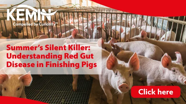 Summer's Silent Killer: Understanding Red Gut Disease in Finishing Pigs