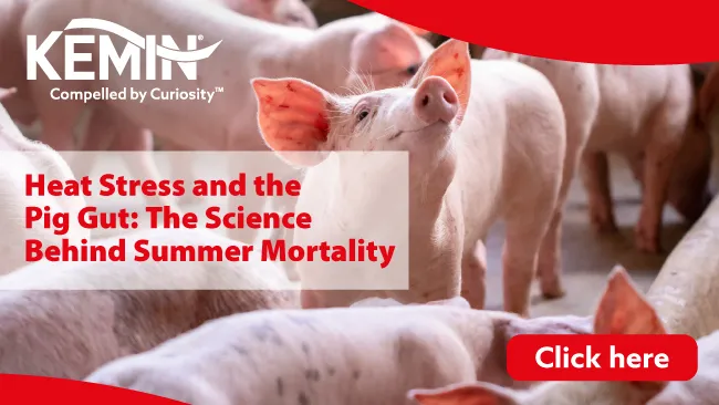 Heat Stress and the Pig Gut: The Science Behind Summer Mortality