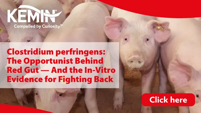 Clostridium perfringens: The Opportunist Behind Red Gut — And the In-Vitro Evidence for Fighting Back