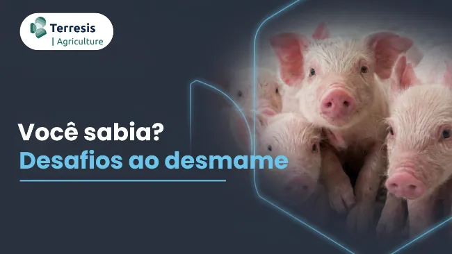 Desafios ao desmame